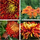 Red and Yellow Chrysanthemums Flowers 200 Seeds