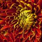 Red and Yellow Chrysanthemums Flowers 200 Seeds