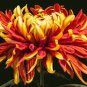Red and Yellow Chrysanthemums Flowers 200 Seeds