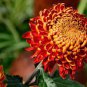 Red and Yellow Chrysanthemums Flowers 200 Seeds