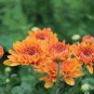 Red and Yellow Chrysanthemums Flowers 200 Seeds