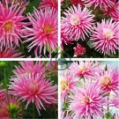 'Park Princess' Pink Spider Dahlia Pinnata Flower 40 Seeds