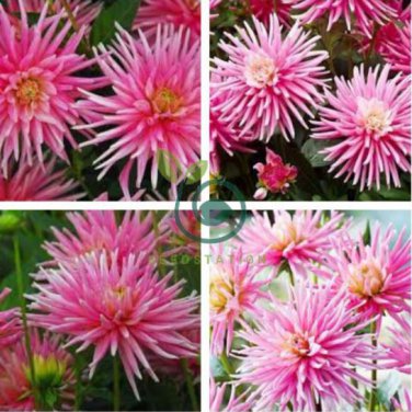 'Park Princess' Pink Spider Dahlia Pinnata Flower 40 Seeds