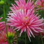 'Park Princess' Pink Spider Dahlia Pinnata Flower 40 Seeds