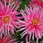 'Park Princess' Pink Spider Dahlia Pinnata Flower 40 Seeds