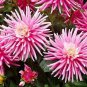 'Park Princess' Pink Spider Dahlia Pinnata Flower 40 Seeds