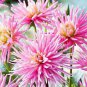 'Park Princess' Pink Spider Dahlia Pinnata Flower 40 Seeds