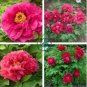 Rare 'Cao Zhou Hong' Fresh Red Peony Tree Flower 10 Seeds