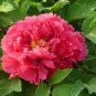 Rare 'Cao Zhou Hong' Fresh Red Peony Tree Flower 10 Seeds