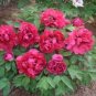 Rare 'Cao Zhou Hong' Fresh Red Peony Tree Flower 10 Seeds