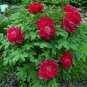 Rare 'Cao Zhou Hong' Fresh Red Peony Tree Flower 10 Seeds