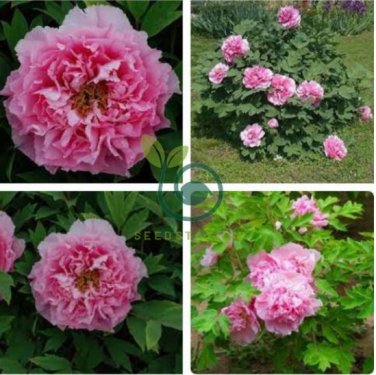 Rare 'Yin Hong Qiao Dui' Pink Red Peony Tree Shrub Flower 10 Seeds