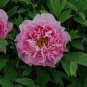 Rare 'Yin Hong Qiao Dui' Pink Red Peony Tree Shrub Flower 10 Seeds
