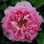 Rare 'Yin Hong Qiao Dui' Pink Red Peony Tree Shrub Flower 10 Seeds
