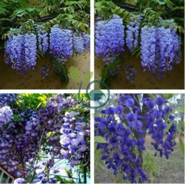 Rare Heirloom Dark Blue Wisteria Hybrid Flower 200 Seeds