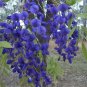 Rare Heirloom Dark Blue Wisteria Hybrid Flower 200 Seeds