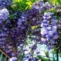 Rare Heirloom Dark Blue Wisteria Hybrid Flower 200 Seeds