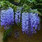 Rare Heirloom Dark Blue Wisteria Hybrid Flower 200 Seeds