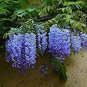 Rare Heirloom Dark Blue Wisteria Hybrid Flower 200 Seeds