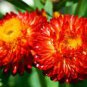 Rare Fire Red Helichrysum Strawflower Annual Flower with golden eye 60 Seeds