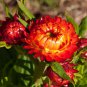 Rare Fire Red Helichrysum Strawflower Annual Flower with golden eye 60 Seeds