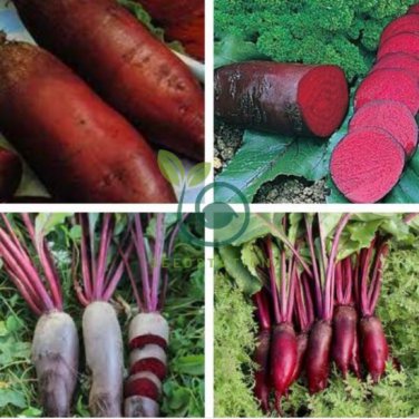Dark Red Beetroot Cylindra Vegetables 60 Seeds