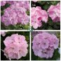 Geranium Light Lavender-pink Flowers  20 Seeds