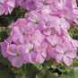 Geranium Light Lavender-pink Flowers  20 Seeds