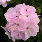 Geranium Light Lavender-pink Flowers 20 Seeds