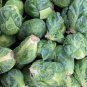 Brussel Sprouts Italian Mezzo Nano Vegetables 200 Seeds