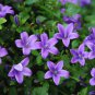 Rare Mixed Colorful Pink White Purple Red Campanula Bellflowers 100 Seeds
