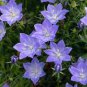 Rare Mixed Colorful Pink White Purple Red Campanula Bellflowers 100 Seeds