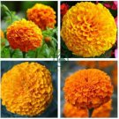 Yellow French Marigold  100 Seeds