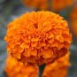 Yellow French Marigold  100 Seeds