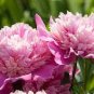 Rare 'Big Leaves Buuterfly' Peony Shrub Flower 10 Seeds
