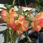 Golden Wavy Petals with Light Pink Edge Desert Rose Flower 4 Seeds