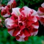 Red Ripple Petunia Annual Flowers 200 Seeds