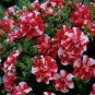 Red Ripple Petunia Annual Flowers 200 Seeds