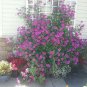 Bonsai Hanging Petunia Garden Petunia Mixed Color Potted 400 Seeds