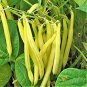 Heirloom Roma I Yellow Bean 30 Seeds