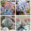 Echeveria Laui Succulent  10 Seeds