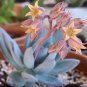 Echeveria Laui Succulent  10 Seeds