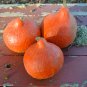 Red Kuri Winter Squash 20 Seeds