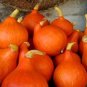 Red Kuri Winter Squash 20 Seeds