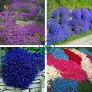 Creeping Thyme Bonsai Flower Plant Rock 400 Seeds