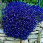 Creeping Thyme Bonsai Flower Plant Rock 400 Seeds