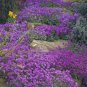 Creeping Thyme Bonsai Flower Plant Rock 400 Seeds