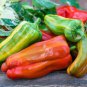 Heirloom 'Cubanelle' Pepper Green Red Orange Sweet Pepper 100 Seeds