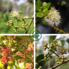 Novel Plant Cleistocalyx Operculatus Bonsai 100 Seeds
