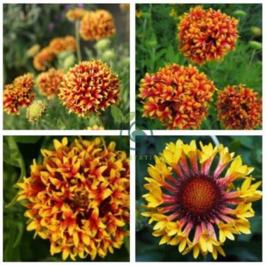 Gaillardia Pulchella Sundance 60 Seeds